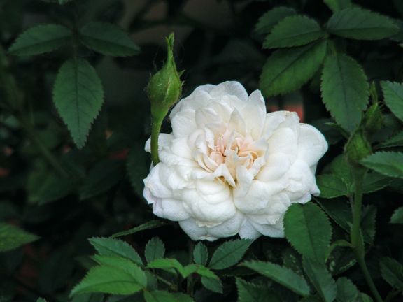 Cinderella photo cin2013_05310074_zps8c57d0cd.jpg